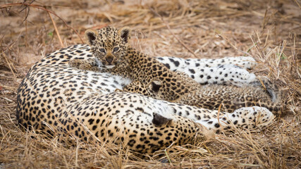 Obraz premium Leopard female and cubs resting lying down in Kruger Park South Africa