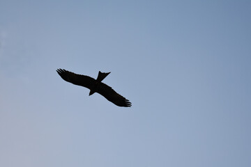 silhouette crow captured in a blue sky while flying