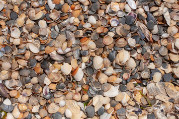 Marine wallpaper. Seashells on the beach. Background for an inscription about tourism.