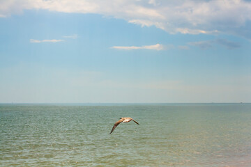 A seagull flying over the sea. An empty beach without people. Sea wallpaper.