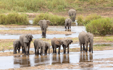 Elephant herd drinking water in the riverbed in Kruger Park South Africa