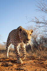 Male leopard with long whiskers stalking prey in Kruger Park South Africa