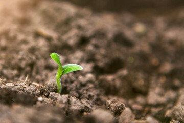 Young green sprout growing from soil, environmental concept. 