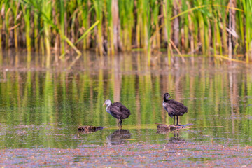 Eurasian coot chicks. The Eurasian coot or Fulica atra, also known as the common coot or Australian...