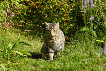 Cat in the sun in a Dutch garden in the summer. Netherlands.