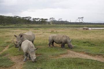 rhino wild africa