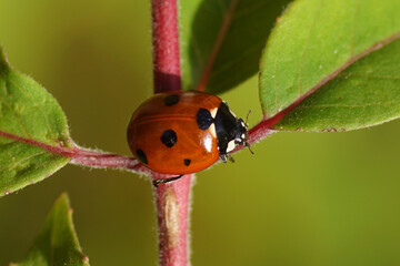 A seven-spot ladybird (Coccinella septempunctata) on a fuchsia. Family Coccinellidae. October, in a Dutch garden.