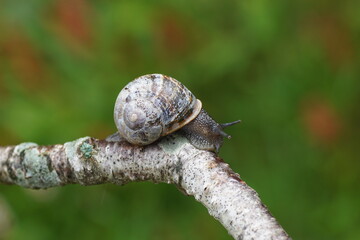A garden snail (Cornu aspersum) crawling on a branch of a birch. Family land snails ( Helicidae). August, in a Dutch garden. 