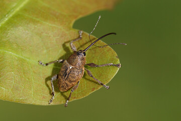 An acorn weevil (Curculio glandium) on a leaf of a oak (Quercus). Family Curculionidae. August, in a Dutch garden.   © Thijs de Graaf