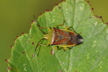A birch shieldbug (Elasmostethus interstinctus) of the Acanthosomatidae family on a leaf. Autumn, in a Dutch garden.