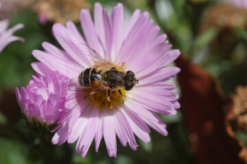 Female hoverfly,  Eurasian Drone Fly (Eristalis arbustorum) of the family Syrphidae on a pink flower of an aster (Aster ageratoides), family Compositae or Asteraceae. September, in a Dutch garden.