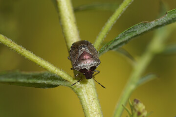 A woundwort shieldbug (Eysarcoris venustissimus) of the family Pentatomidae on a plant. Autumn, in a Dutch garden.