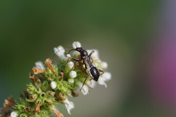 Nymph of an ant damsel bug (Himacerus mirmicoides) of the family Nabidae looking for prey on mint (Mentha). August, in a Dutch garden.