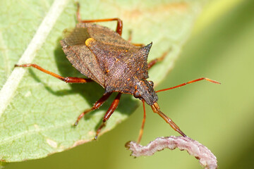 A Picromerus bidens (spiny shieldbug, spiked shieldbug) with a caterpillar as a prey. Subfamily Asopinae. Family Stink bugs. Autumn, in the Dutch dunes. 