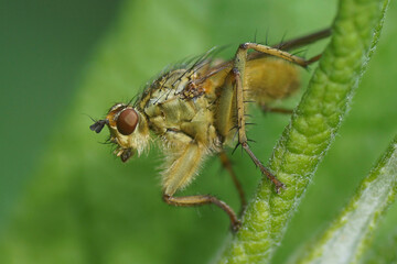 Scathophaga stercoraria, commonly known as the yellow dung fly or the golden dung fly of the family Scathophagidaeon a leaf in a Dutch garden.