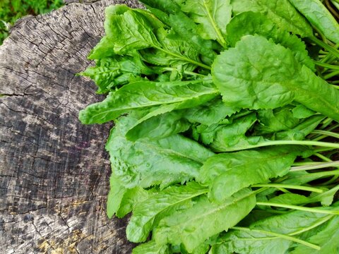 Raw green living cress or watercress leaves bunch on wooden stump background. Organic healthy leaves of cress for eat. Garden cress or watercress (Lepidium sativum) mustard garden pepper pepperwort