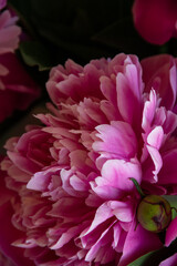 bouquet of pink peonies close-up