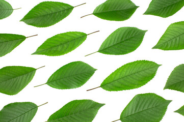 Cherry  leaves isolated on white background.