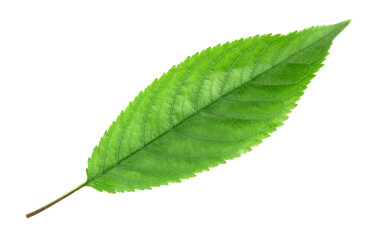 Cherry  leaves isolated on white background.