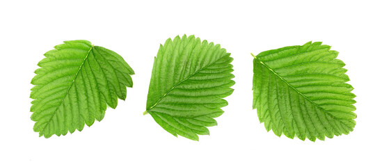 Strawberry leaves isolated on white background.
