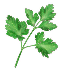 Italianparsley_watercolor