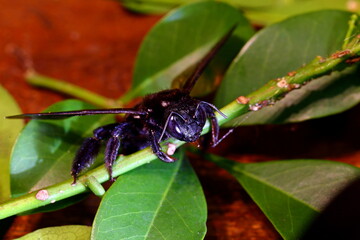 Close-up view of head of black hornet macro bumble bee