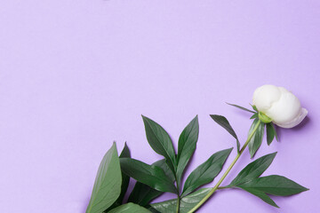 isolated white peony on purple background with copy space. Close up