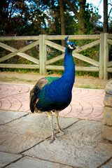 Obraz premium peacock in front of a house