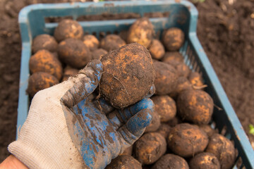 Hand holds potato tuber. In the background is potatoes in a crate.