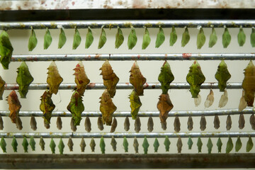 group of cocoon in glass