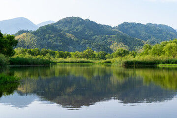 Fototapeta na wymiar 初夏の麻機遊水地の水面　緑の木々と葦のリフレクション　静岡市　