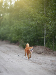 Shiba Inu cute smiling dog playing and having fun