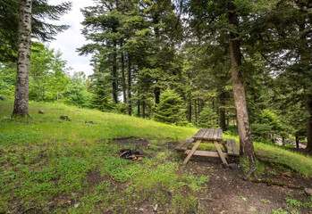 Camping in the forest
