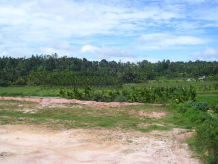Fototapeta na wymiar Landscape view of green trees and blue sky
