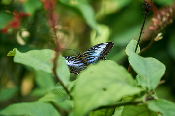 Butterfly sitting on the leaves