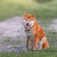 Shiba Inu cute smiling dog playing and having fun