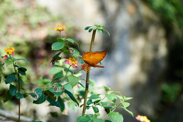 Butterflies pollinating the flowers
