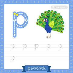 Letter P lowercase tracing practice worksheet of Peacock