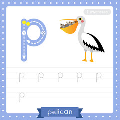 Letter P lowercase tracing practice worksheet of Pelican bird with fish in mouth