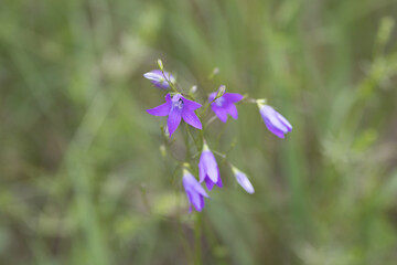 Shiba inu puppy in the forest.