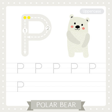 Letter P uppercase tracing practice worksheet of Standing Polar Bear