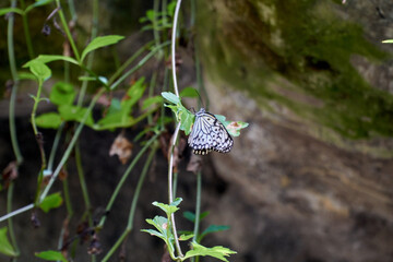Butterfly sitting on the leaf