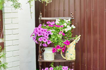 Fototapeta na wymiar Spring flowers in the home garden