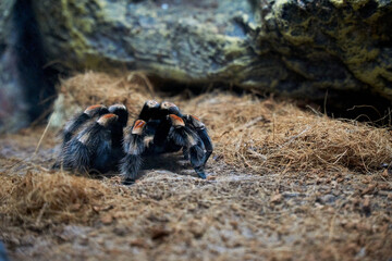 Mexican red knee tarantula on the ground
