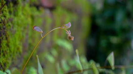 Macro photography of ferns growing on the wall