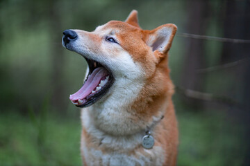 Shiba Inu cute smiling dog playing and having fun
