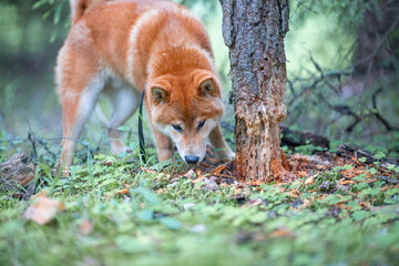 Shiba Inu cute smiling dog playing and having fun
