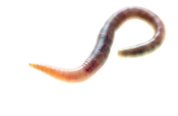 Earthworm on a white background.