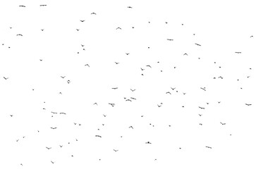 Flock of birds isolated on white background