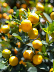 Ripe tangerines on the branches of a tree